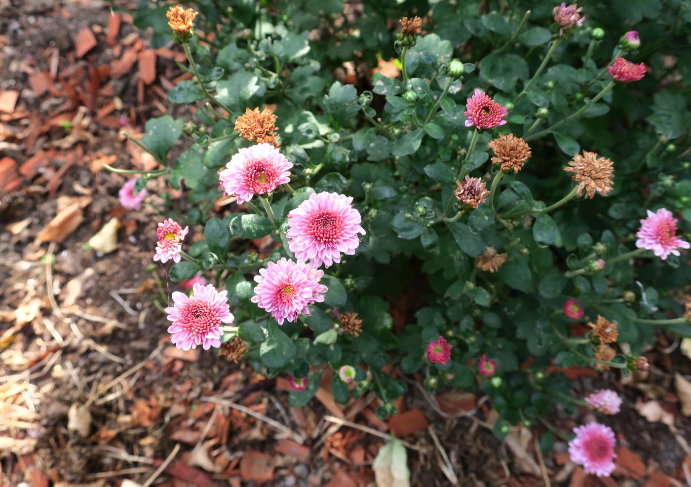 Image of Chrysanthemum indicum specimen.