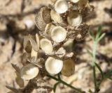 Alyssum trichostachyum. Верхушка соплодия со зрелыми плодами, частично вскрывшимися. Краснодарский край, м/о Анапа, пос. Витязево, ул. Скифская, зарастающая низина у подножия дюны. 03.06.2021.