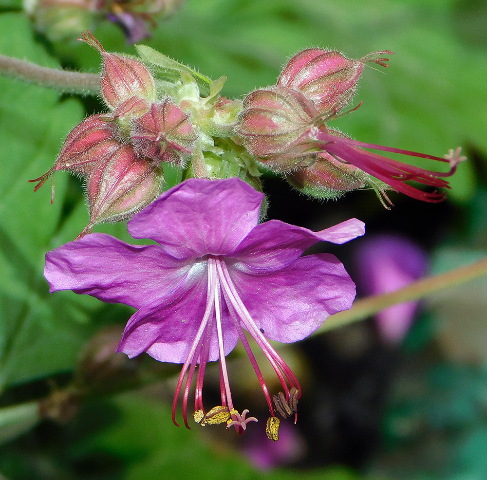 Изображение особи Geranium macrorrhizum.