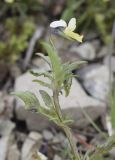 Viola tricolor ssp. alpestris