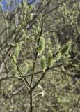 Salix caprea. Верхушка ветви с женскими соцветиями. Испания, автономное сообщество Каталония, провинция Жирона, комарка Рипольес, муниципалитет Сеткасес, окр. н.п. Сеткасес, ≈1320 м н.у.м., пойма ручья Валь-Льобре. 29.03.2023.