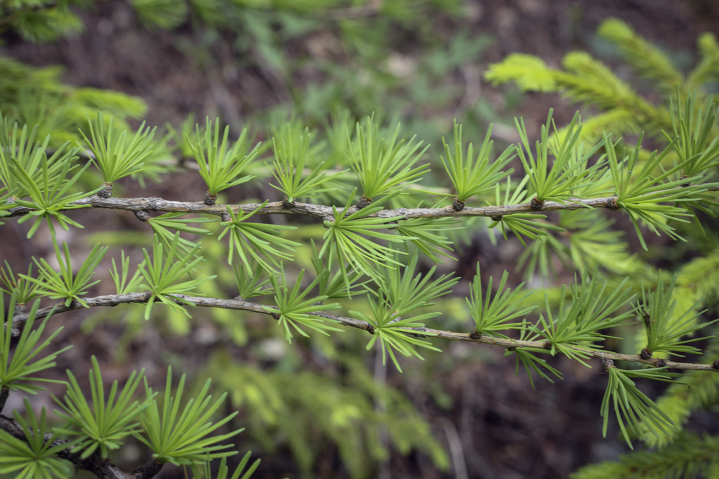 Изображение особи Larix sibirica.