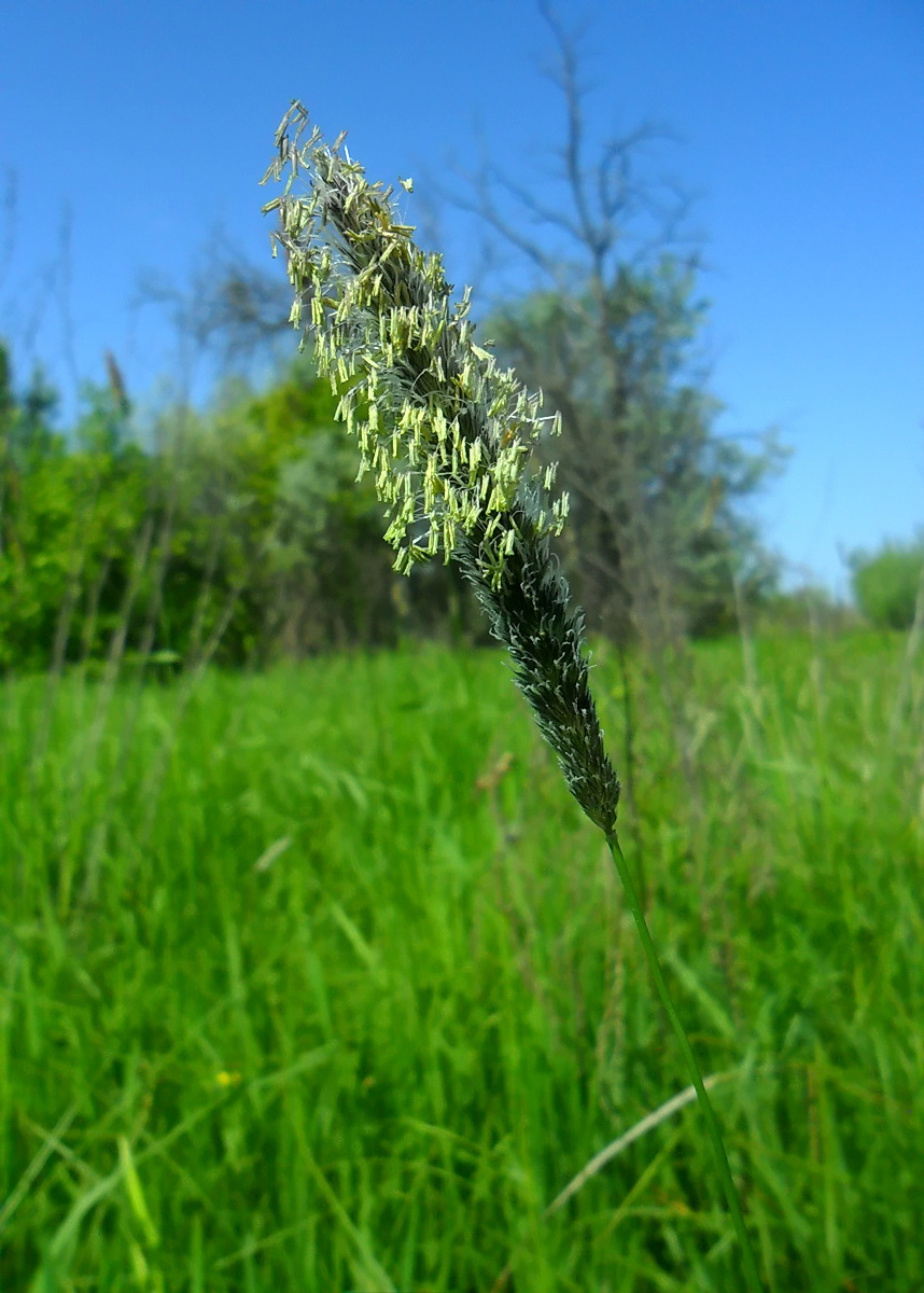 Image of Alopecurus arundinaceus specimen.