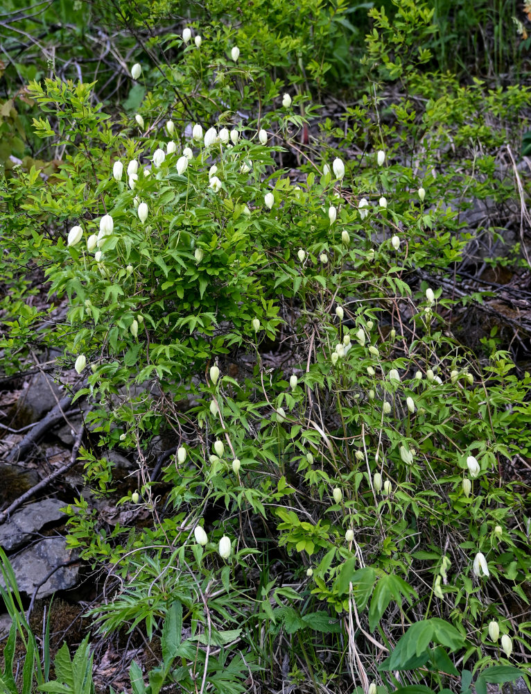 Изображение особи Atragene sibirica.