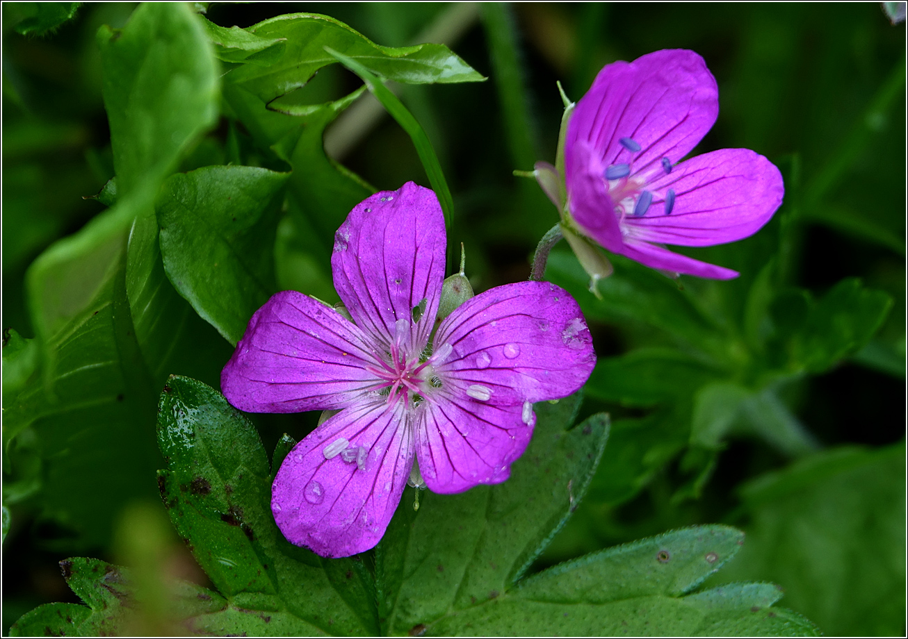 Image of Geranium palustre specimen.