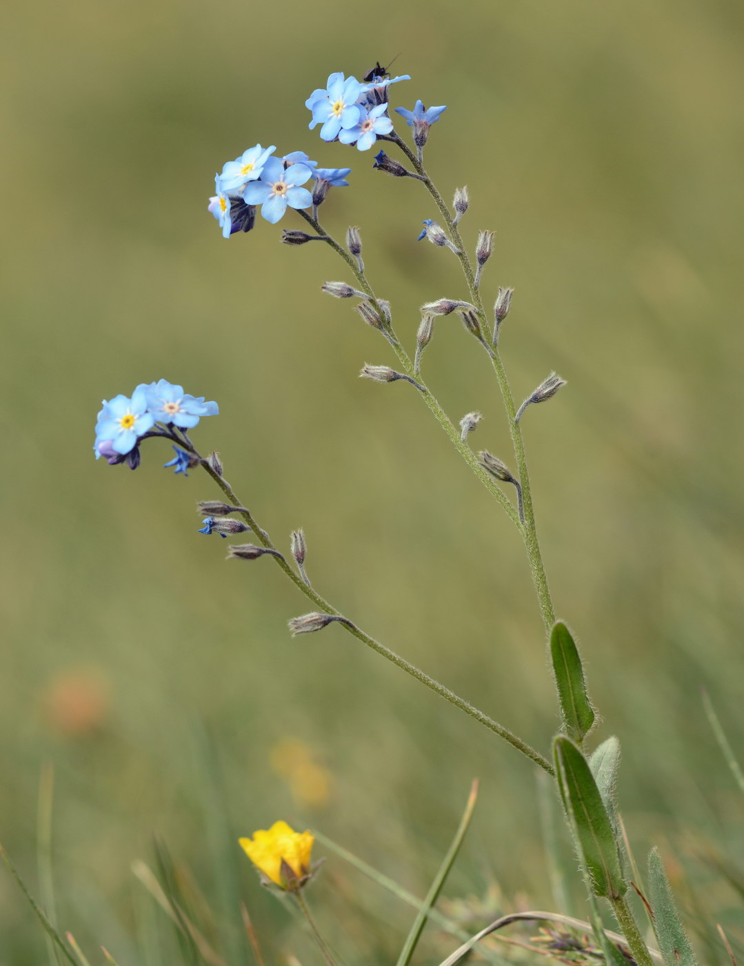 Image of genus Myosotis specimen.