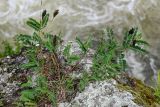 Astragalus schelichowii