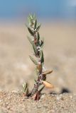 Polygonum maritimum. Цветущее растение. Крым, Севастополь, мкр. Любимовка, пляж. 24.09.2023.