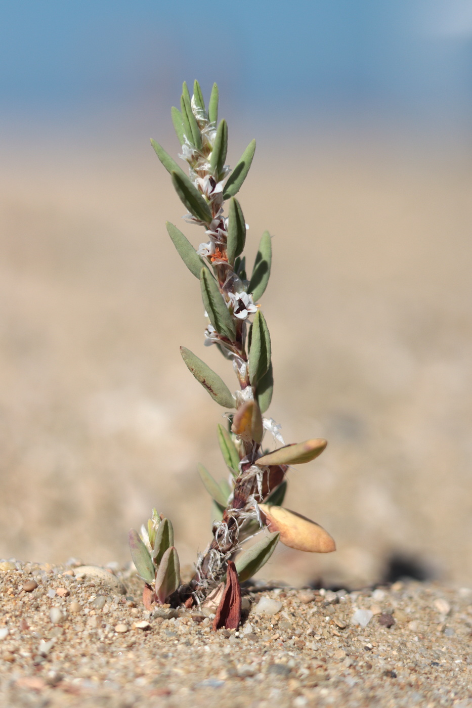 Изображение особи Polygonum maritimum.