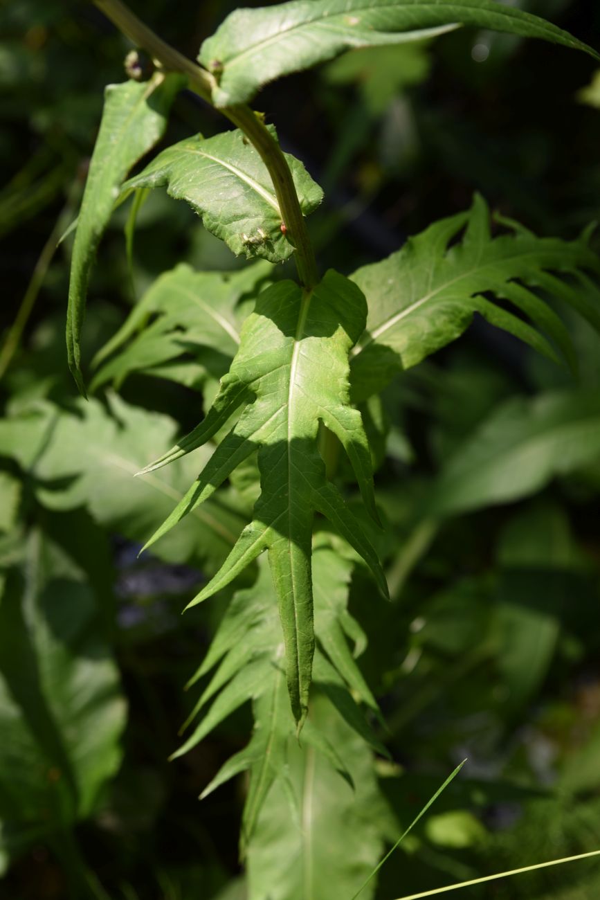 Изображение особи Cirsium heterophyllum.