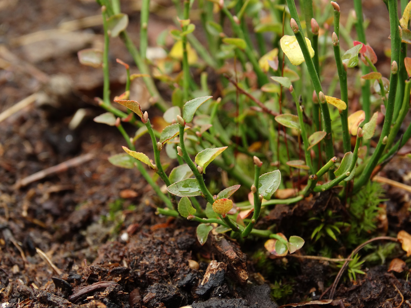 Image of Vaccinium scoparium specimen.