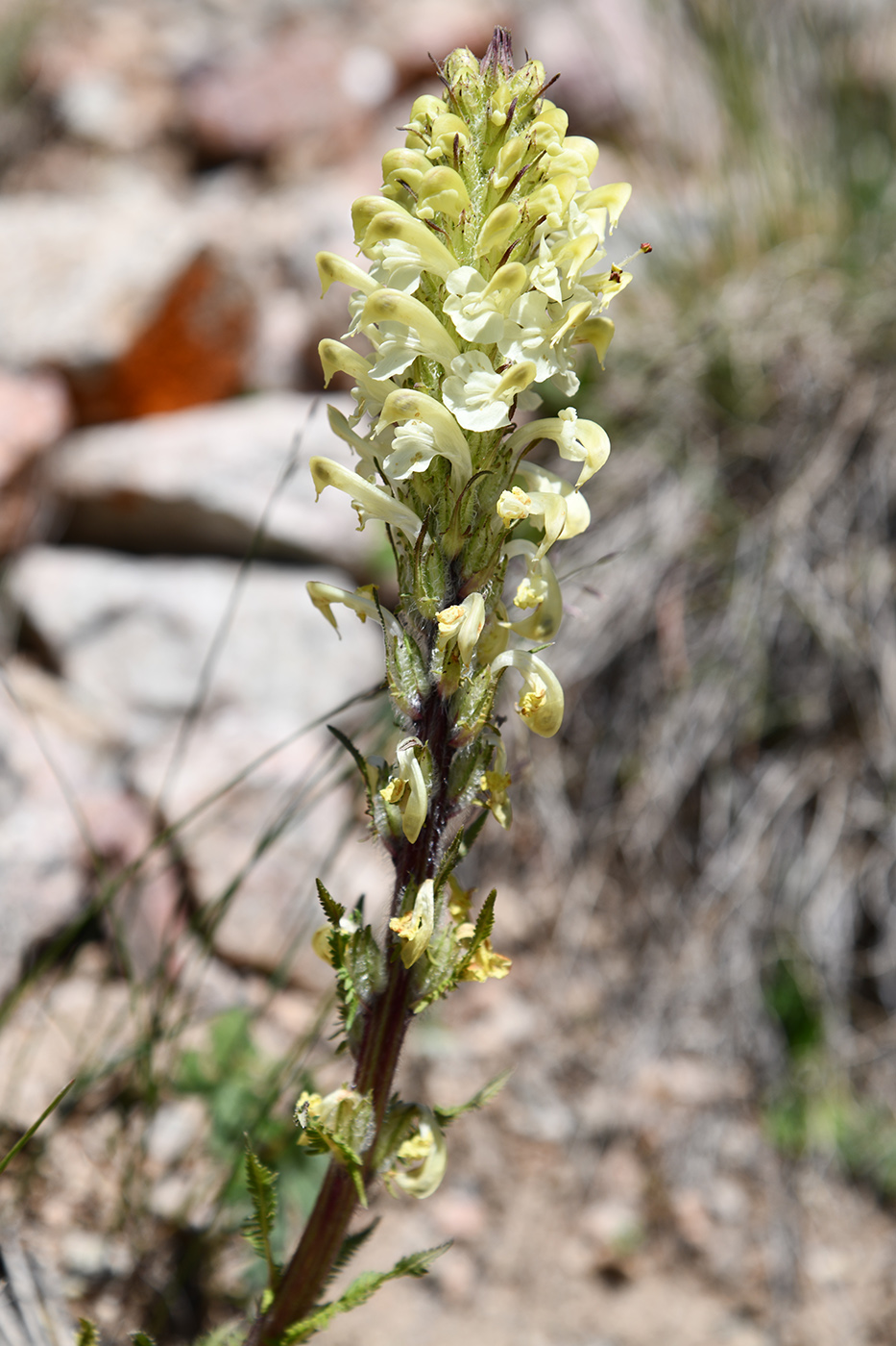Image of Pedicularis dolichorrhiza specimen.