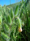 Onosma dichroantha