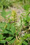 Astragalus glycyphyllos