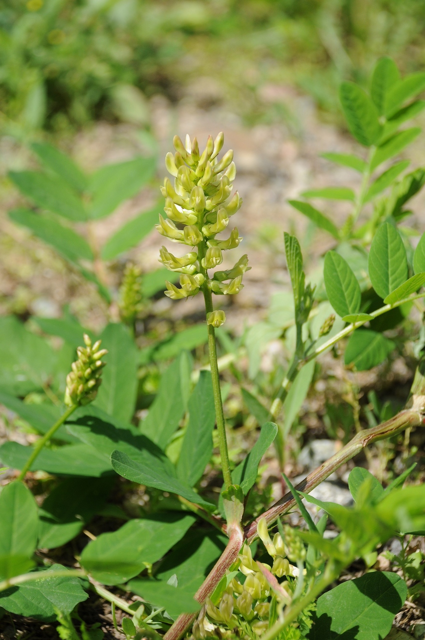 Image of Astragalus glycyphyllos specimen.