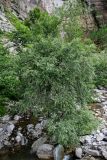 genus Salix. Плодоносящее дерево. Грузия, Имеретия, окр. водопада Кинчха, каменистый берег ручья. 15.06.2023.