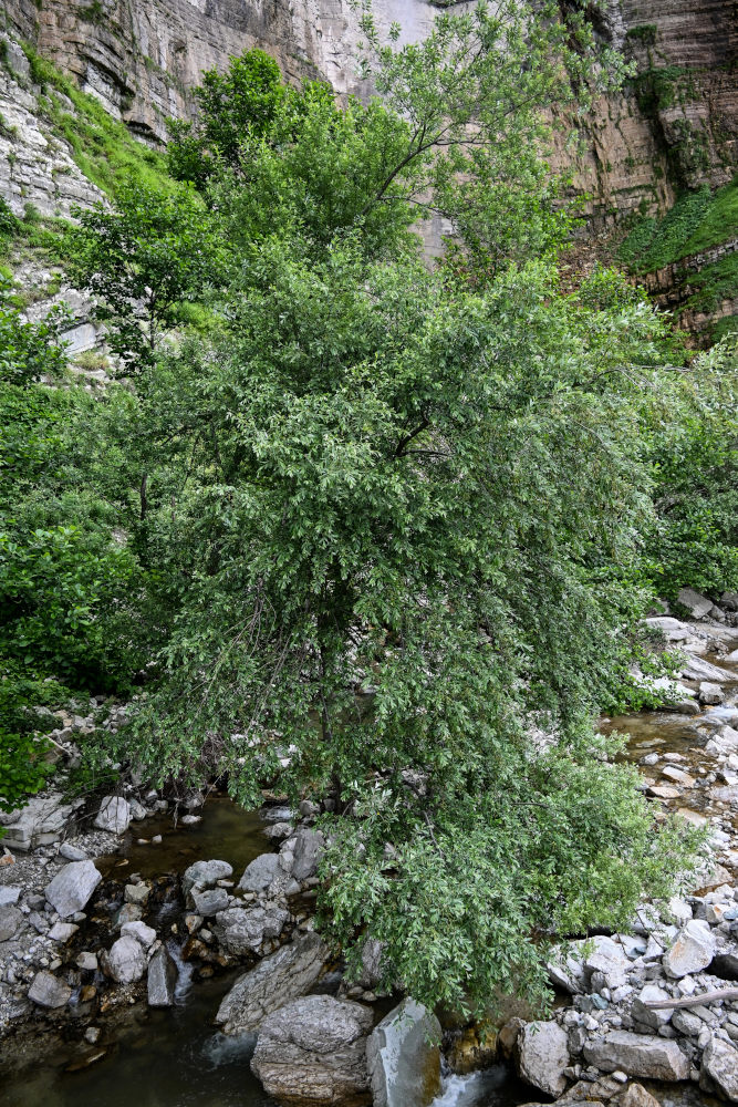 Image of genus Salix specimen.