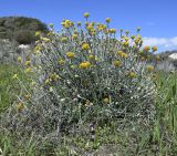 Helichrysum stoechas subspecies barrelieri