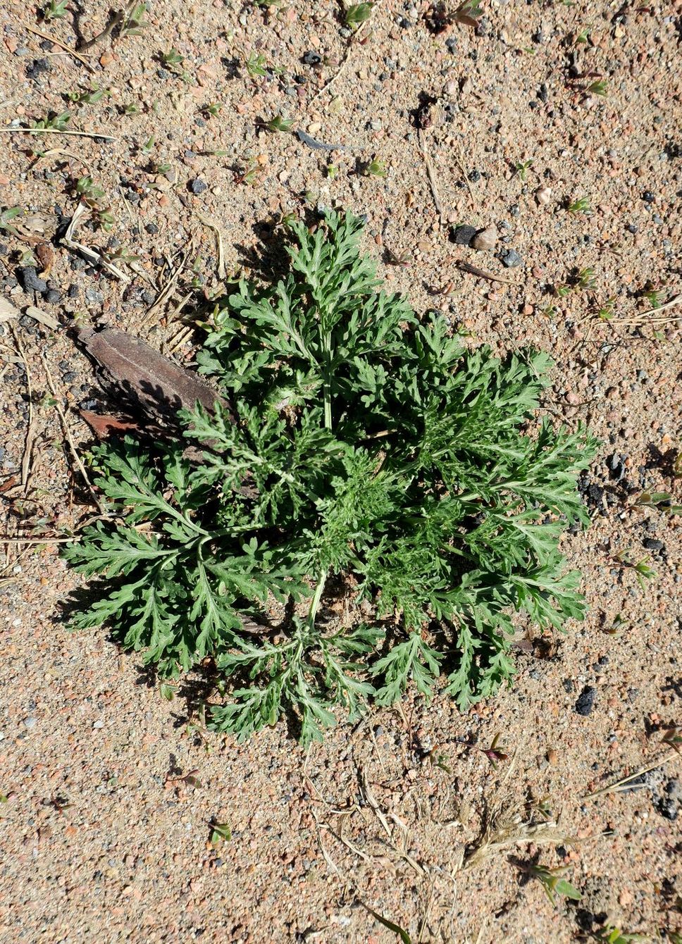 Image of genus Artemisia specimen.