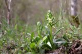 Dactylorhiza romana