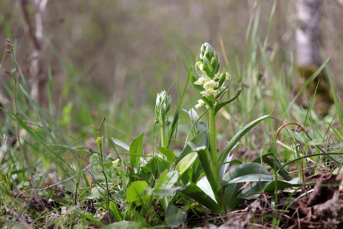 Изображение особи Dactylorhiza romana.