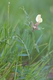 Vicia biebersteinii