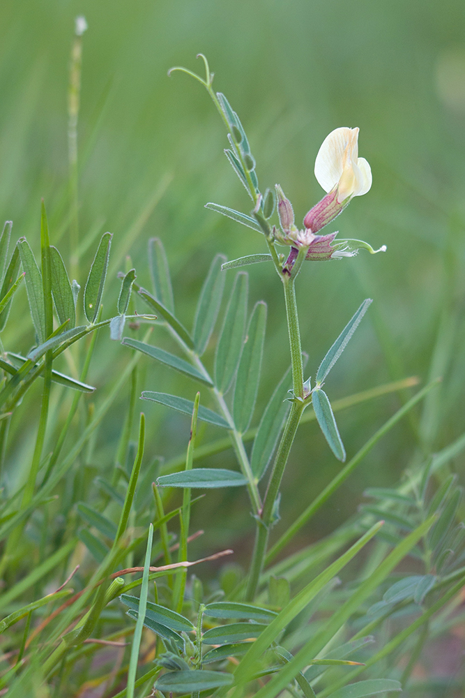 Изображение особи Vicia biebersteinii.