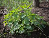 Urtica dioica