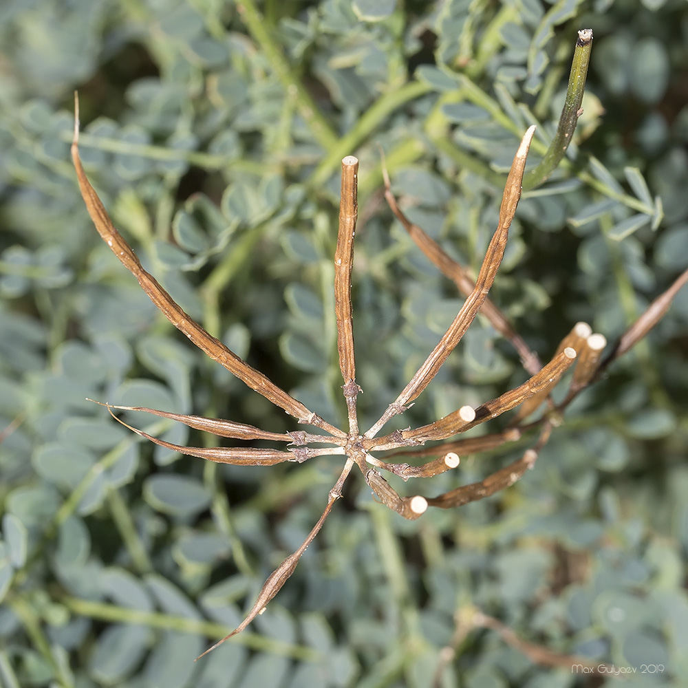 Image of Securigera cretica specimen.