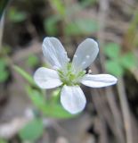Moehringia lateriflora