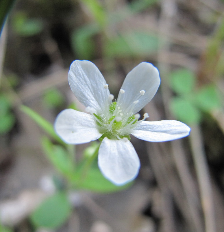 Image of Moehringia lateriflora specimen.