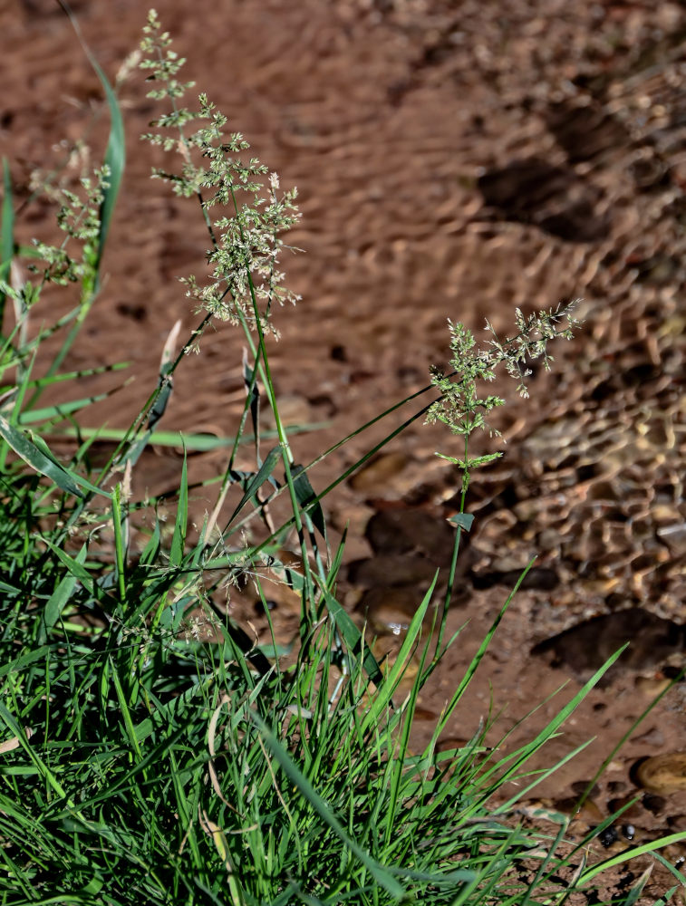 Изображение особи семейство Poaceae.