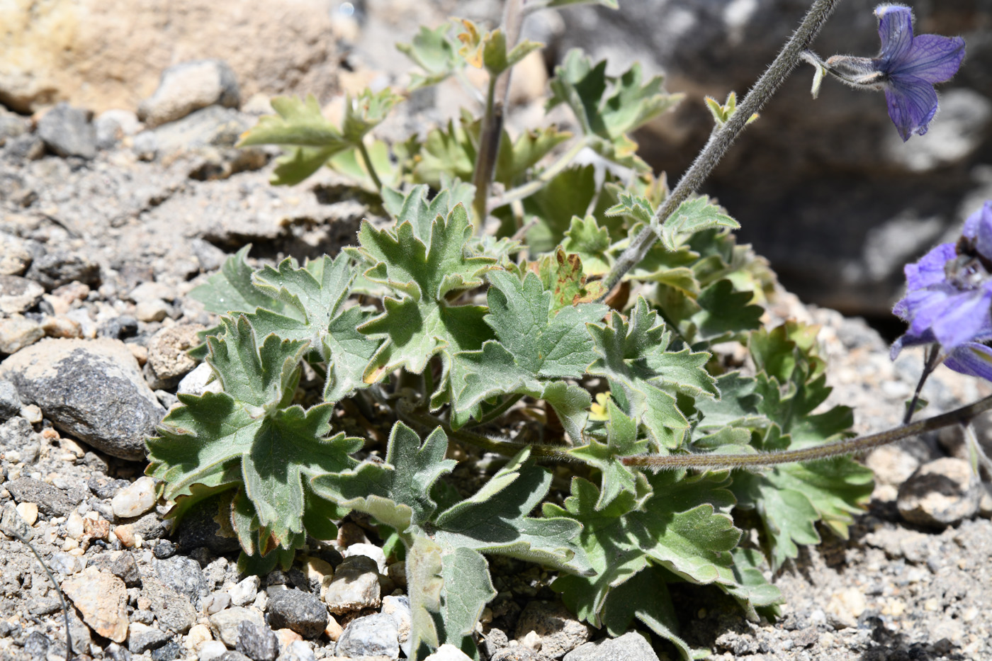 Image of Delphinium brunonianum specimen.