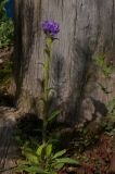 Campanula cervicaria