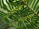 Taxus cuspidata