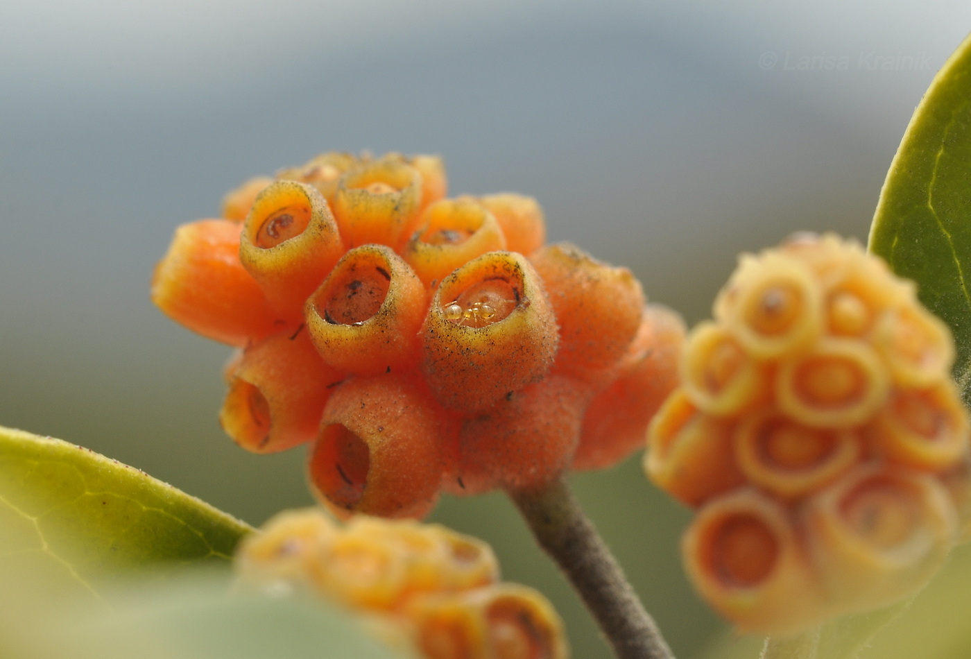 Изображение особи Gynochthodes parvifolia.