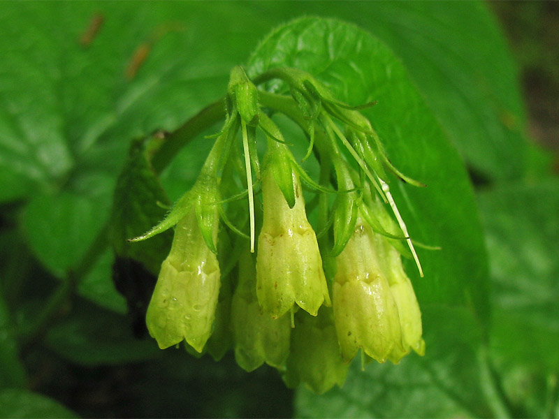 Image of Symphytum cordatum specimen.