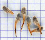 Image of taxon representative. Author is Анна Малыхина