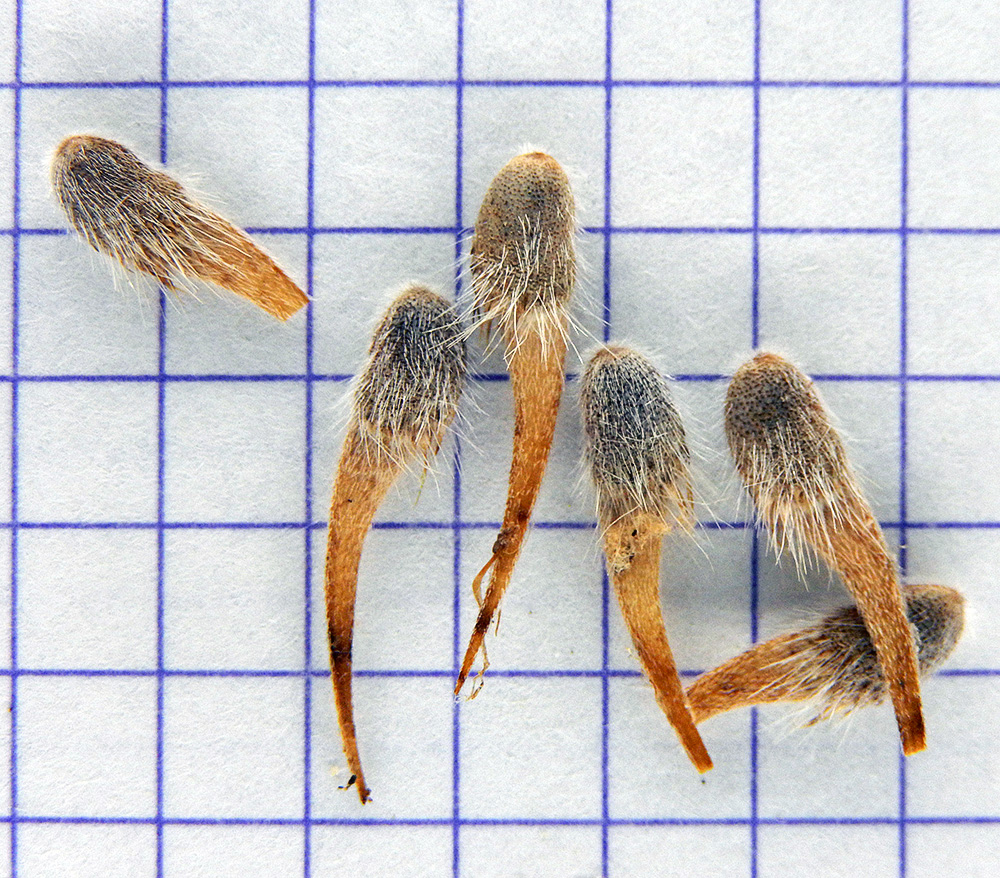 Image of Psoralea bituminosa ssp. pontica specimen.