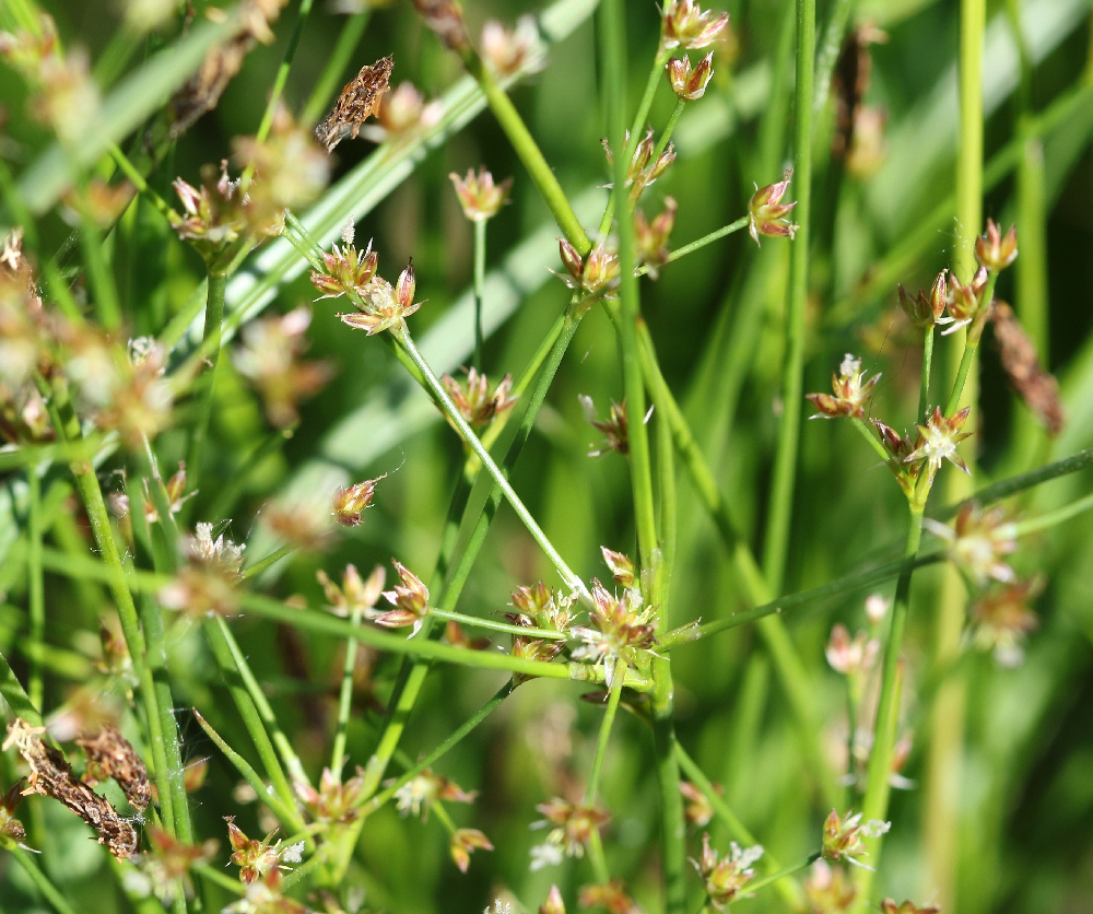 Image of Juncus articulatus specimen.