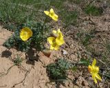 Anemone gortschakowii