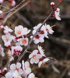 Armeniaca sibirica