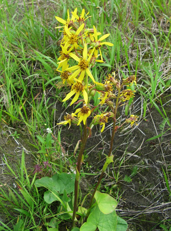 Image of Ligularia sibirica specimen.