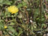 Urospermum picroides. Распустившееся и отцветшее соцветия. Испания, Каталония, пров. Жирона, комарка Баш Эмпорда, муниципалитет Калонже, бровка откоса полевой дороги между с/х угодьями. 07.05.2025.