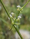 Galium lucidum. Часть побега с соцветиями. Испания, Каталония, пров. Жирона, комарка Баш Эмпорда, муниципалитет Калонже, пустырь на отвалах грунта от расширения дороги. 17.05.2025.