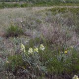 Hedysarum grandiflorum
