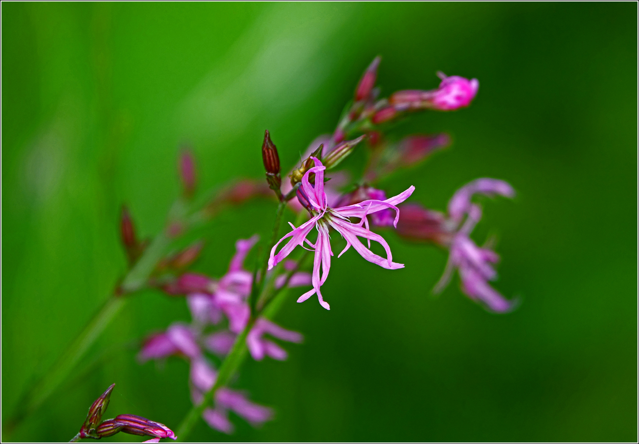 Изображение особи Coccyganthe flos-cuculi.