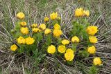 Adonis vernalis. Группа зацветающих растений. Ульяновская обл., Мелекесский р-н, окр. пос. Ерыклинск, возвышенный берег р. Ерыкла, суходольный луг. 20.04.2024.