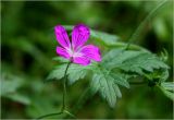 Geranium palustre. Цветок на фоне листа. Московская обл., Раменский р-н, окр. ж.-д. платформы Хрипань, просека в смешанном лесу. 23.06.2025.