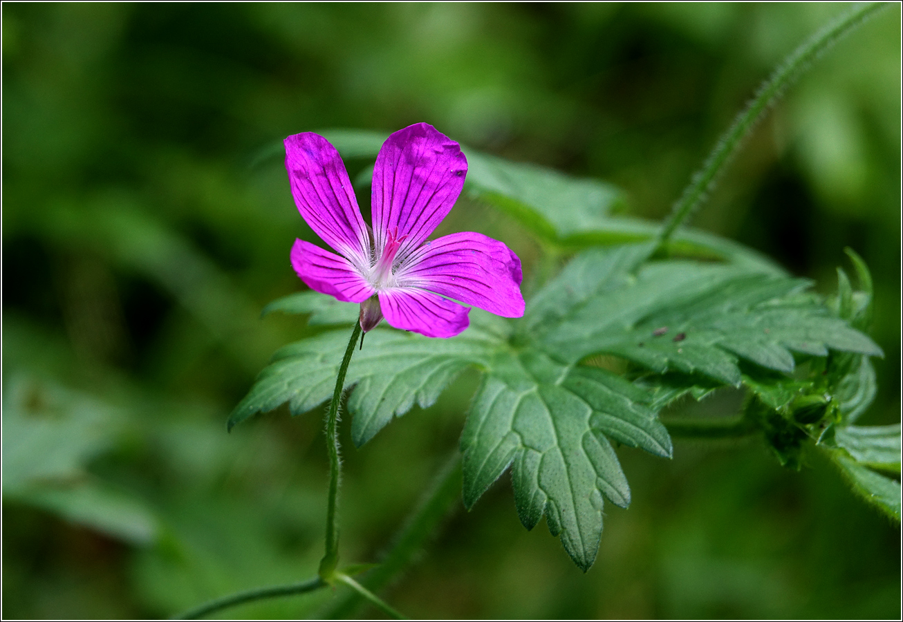 Image of Geranium palustre specimen.